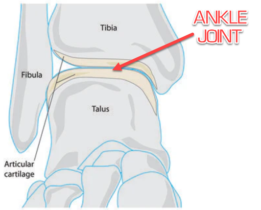 Best Boots For Ankle Support for Work