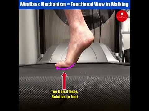 How the Windlass Mechanism Works in Your Foot